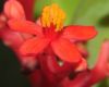 image of Jatropha podagria
