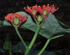 image of Jatropha podagria