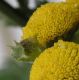 image of Tanacetum vulgare