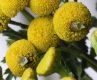image of Tanacetum vulgare