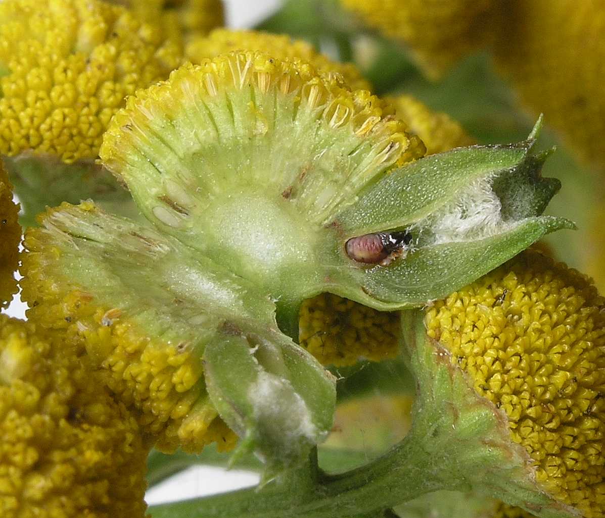 Cecidomyiidae Rhopalomyia 