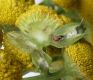 image of Tanacetum vulgare