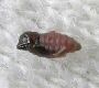 image of Rhopalomyia vulgare