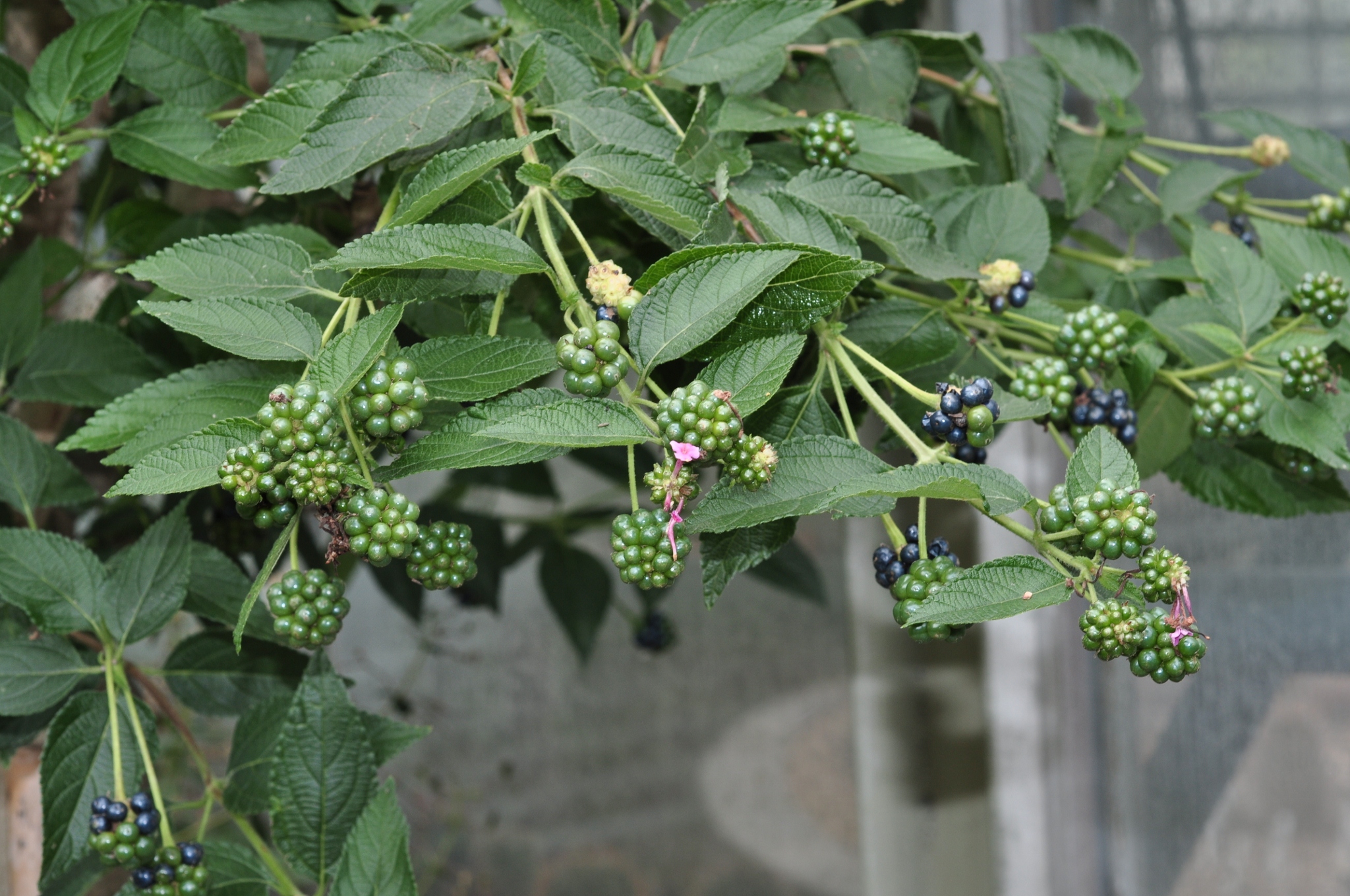 Verbenaceae Lantana camara