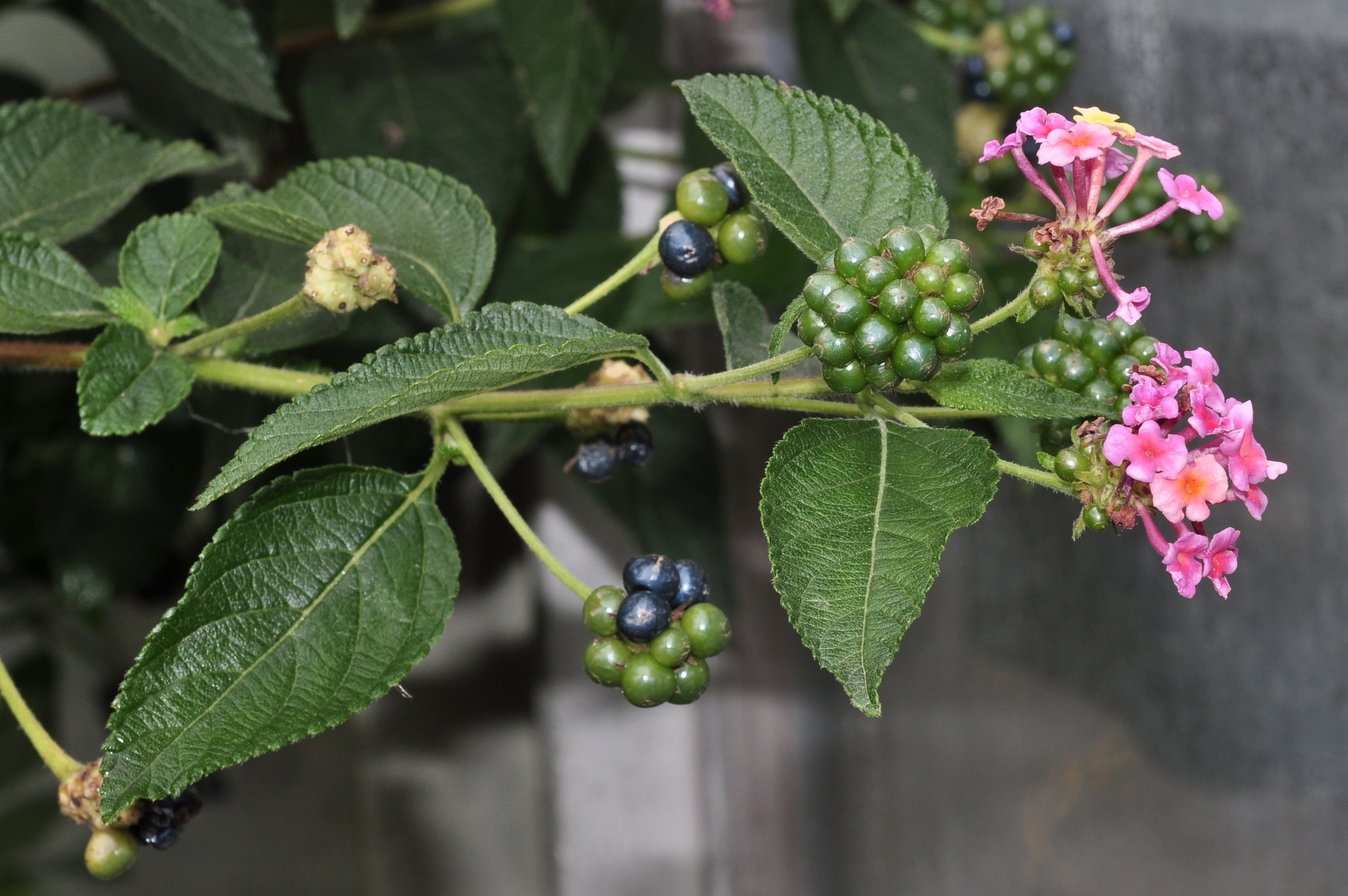 Verbenaceae Lantana camara