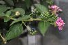 image of Lantana camara