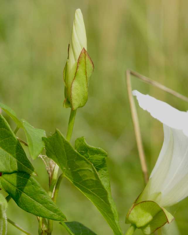 Convolvulaceae Calystegia sepium