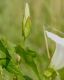 image of Calystegia sepium