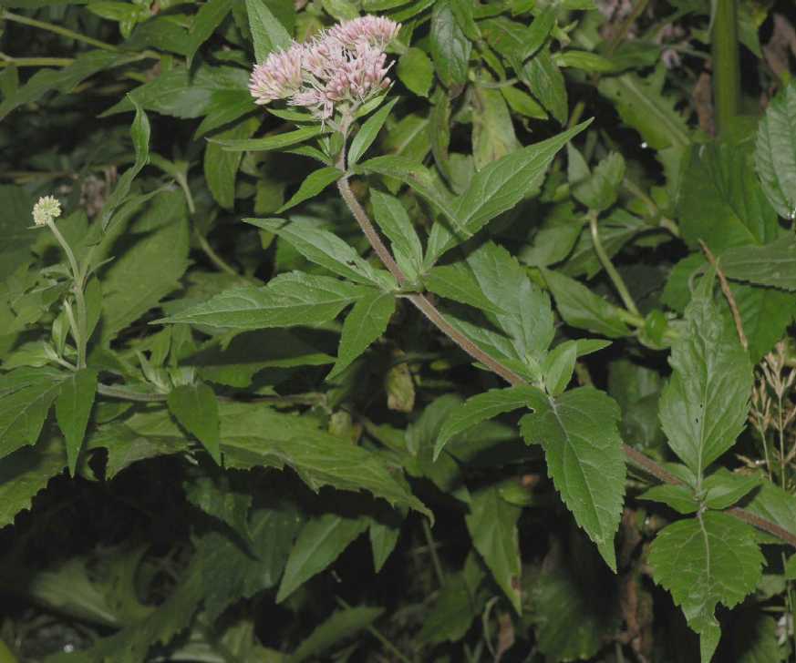 Asteraceae Eupatorium cannabinum