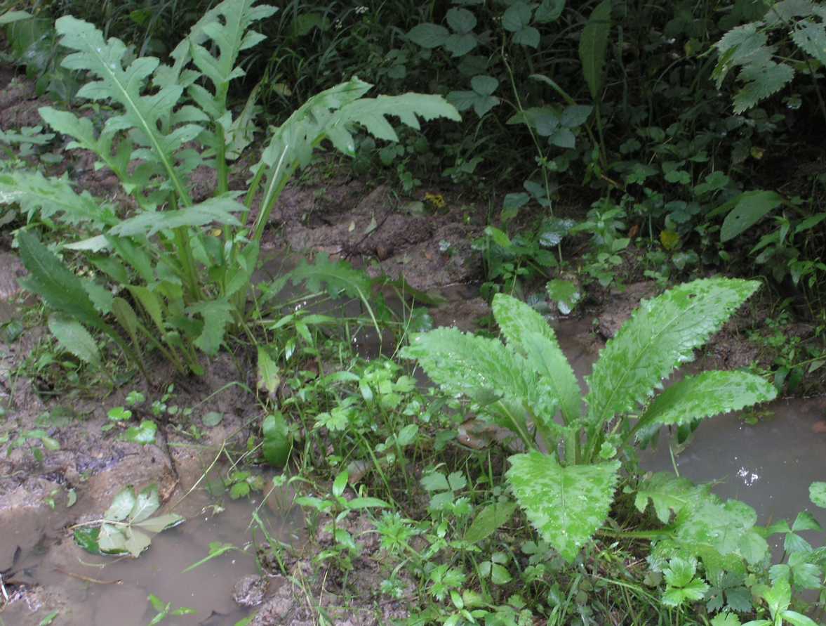 Asteraceae Cirsium oleraceum