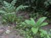 image of Cirsium oleraceum