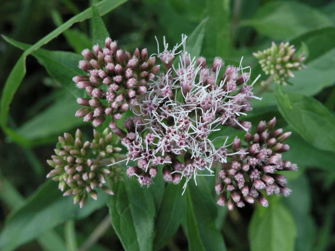 Asteraceae Eupatorium cannabinum