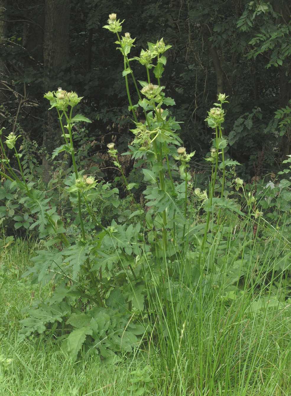 Asteraceae Cirsium oleraceum