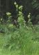 image of Cirsium oleraceum