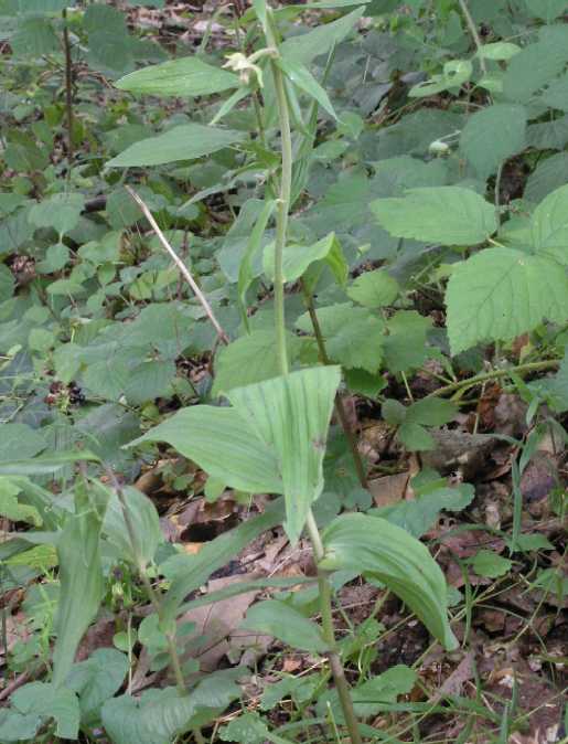 Orchidaceae Epipactis helleborine