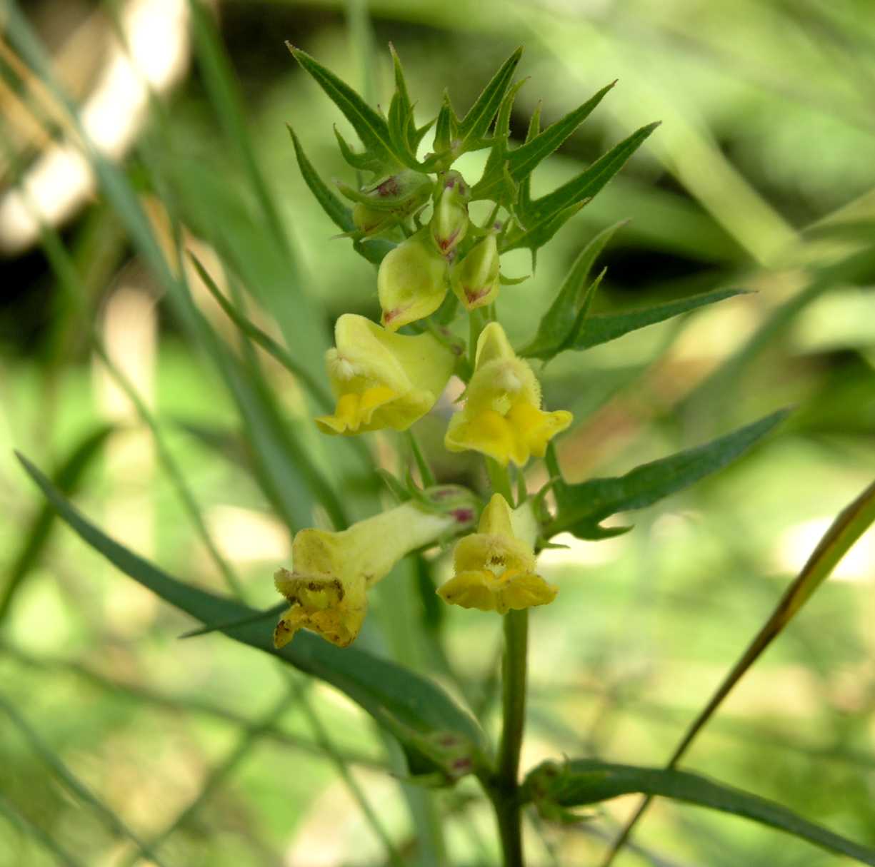 Orobanchaceae Melampyrum pratense