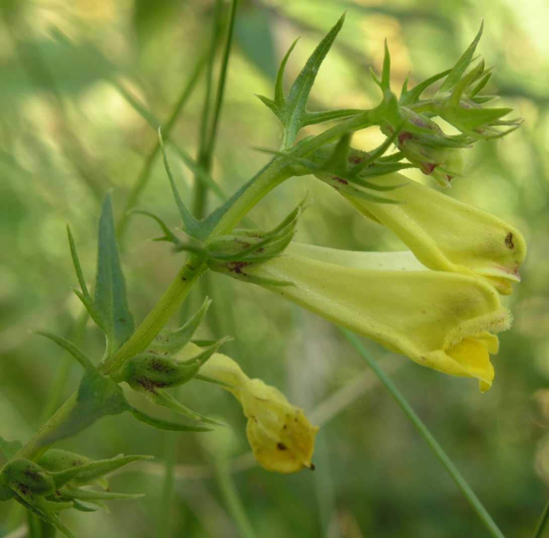 Orobanchaceae Melampyrum pratense