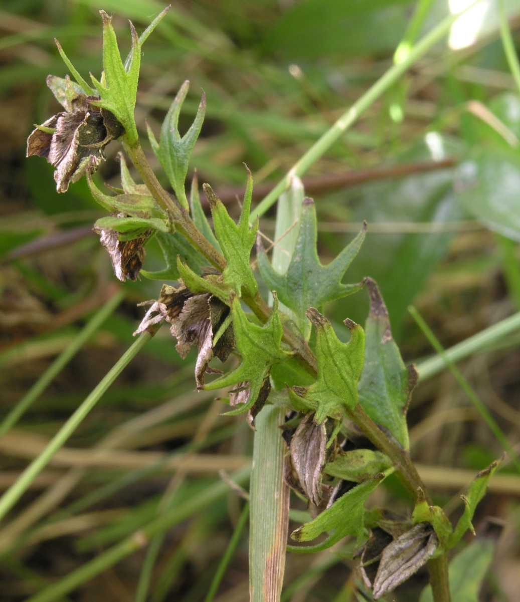 Orobanchaceae Melampyrum pratense