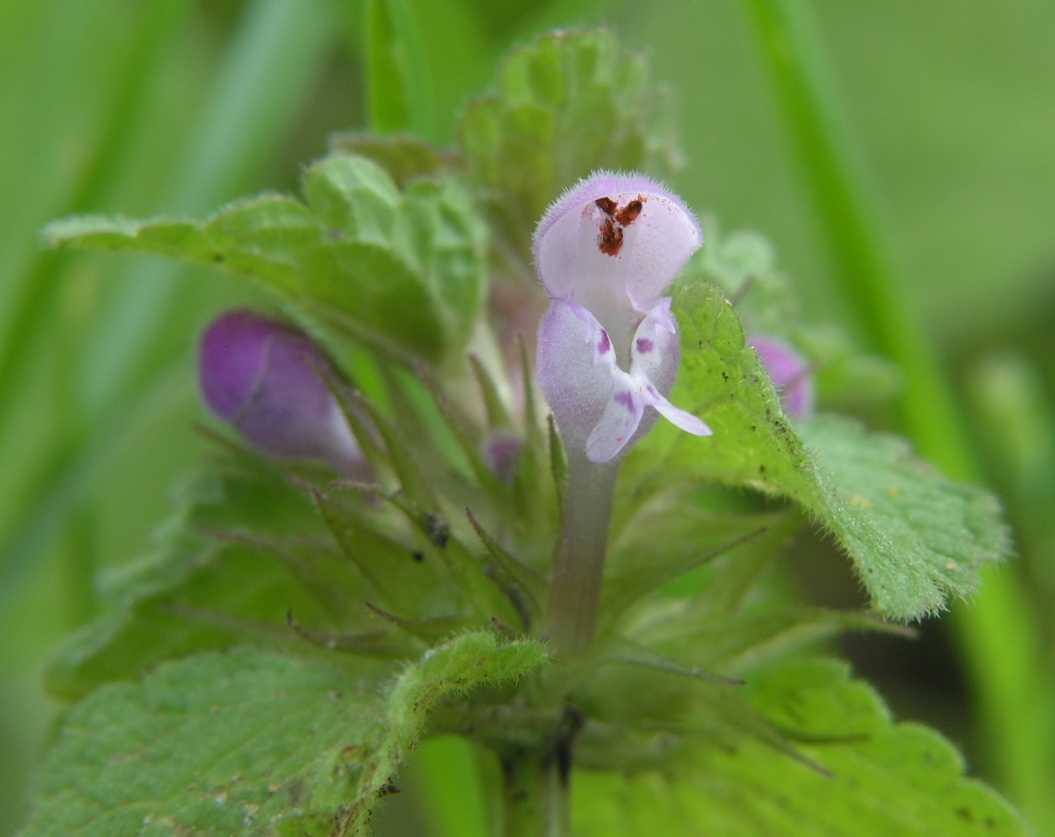 Lamiaceae Lamium purpureum