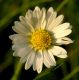 image of Bellis perennis