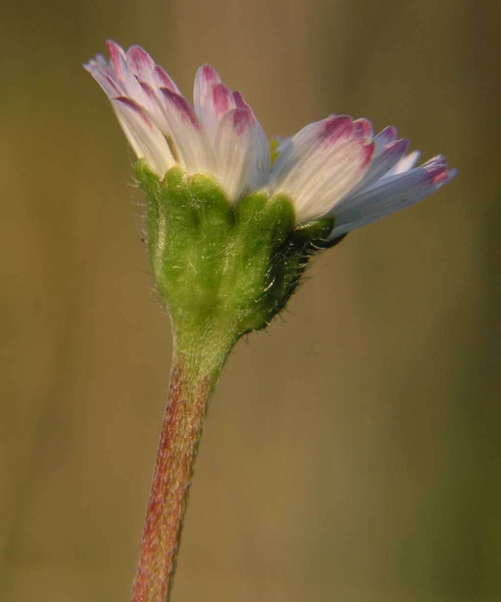 Asteraceae Bellis perennis