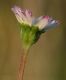 image of Bellis perennis
