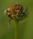 image of Bellis perennis
