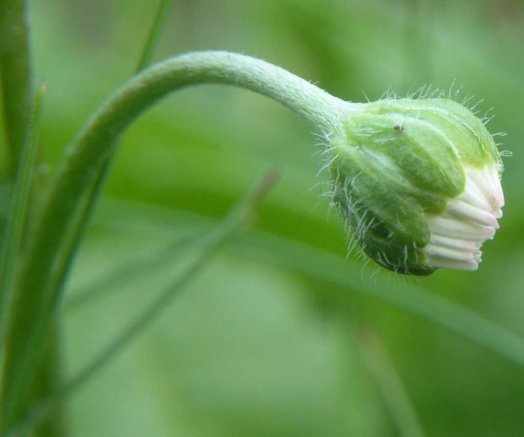 Asteraceae Bellis perennis