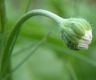 image of Bellis perennis