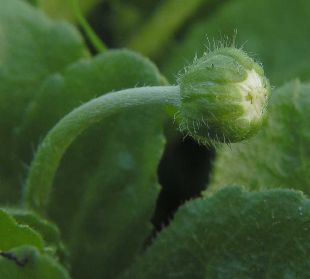 Asteraceae Bellis perennis