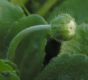 image of Bellis perennis