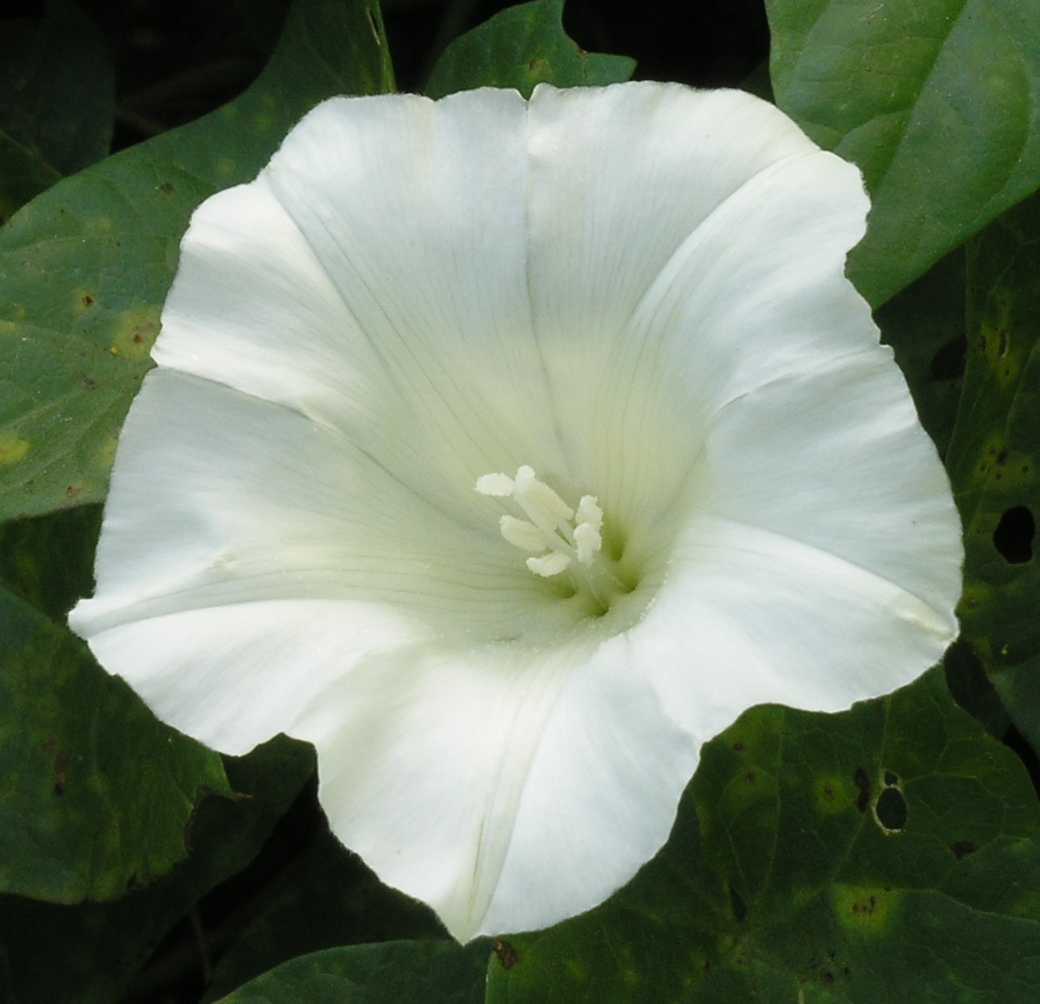 Convolvulaceae Calystegia sepium