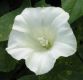 image of Calystegia sepium