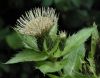 image of Cirsium oleraceum