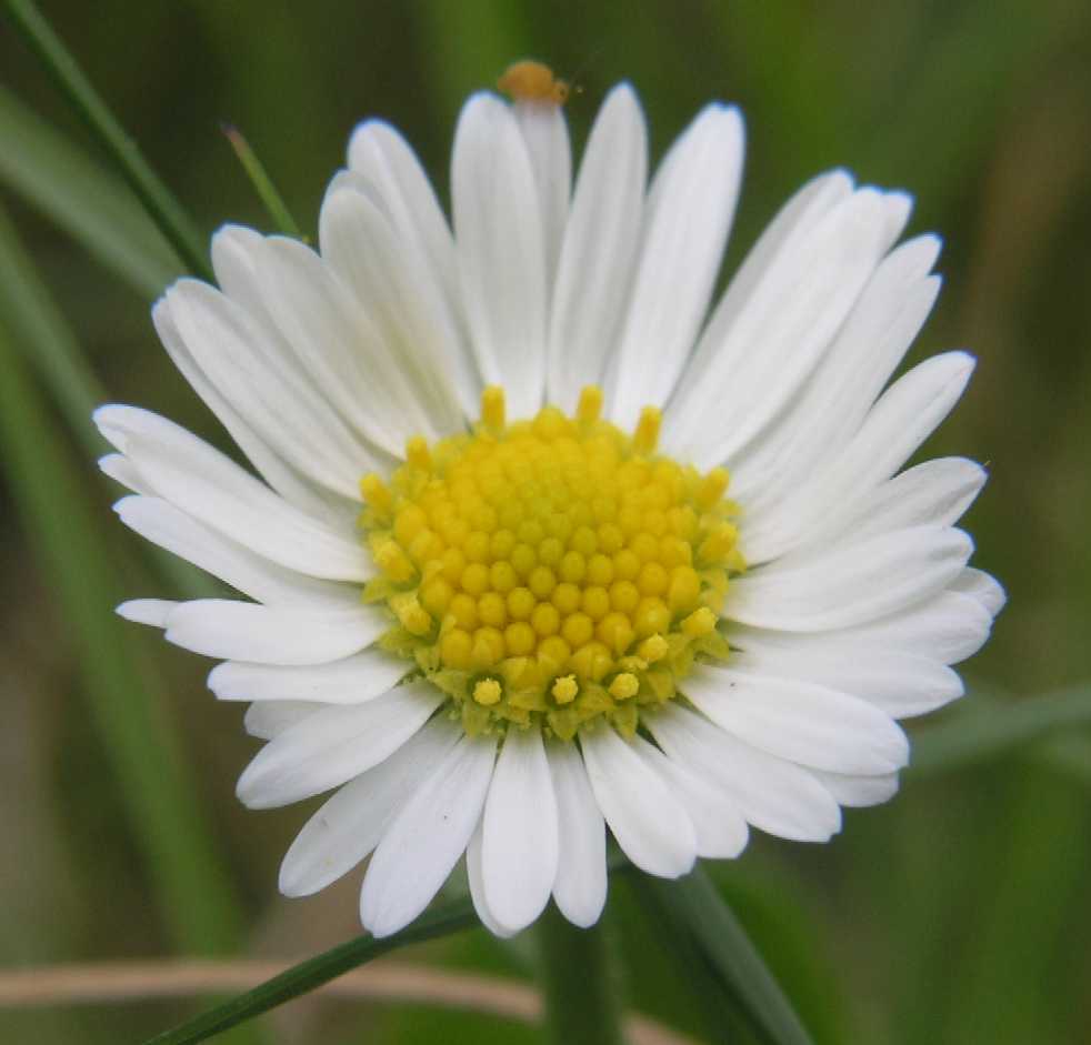 Asteraceae Bellis perennis