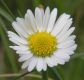 image of Bellis perennis