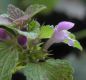 image of Lamium purpureum