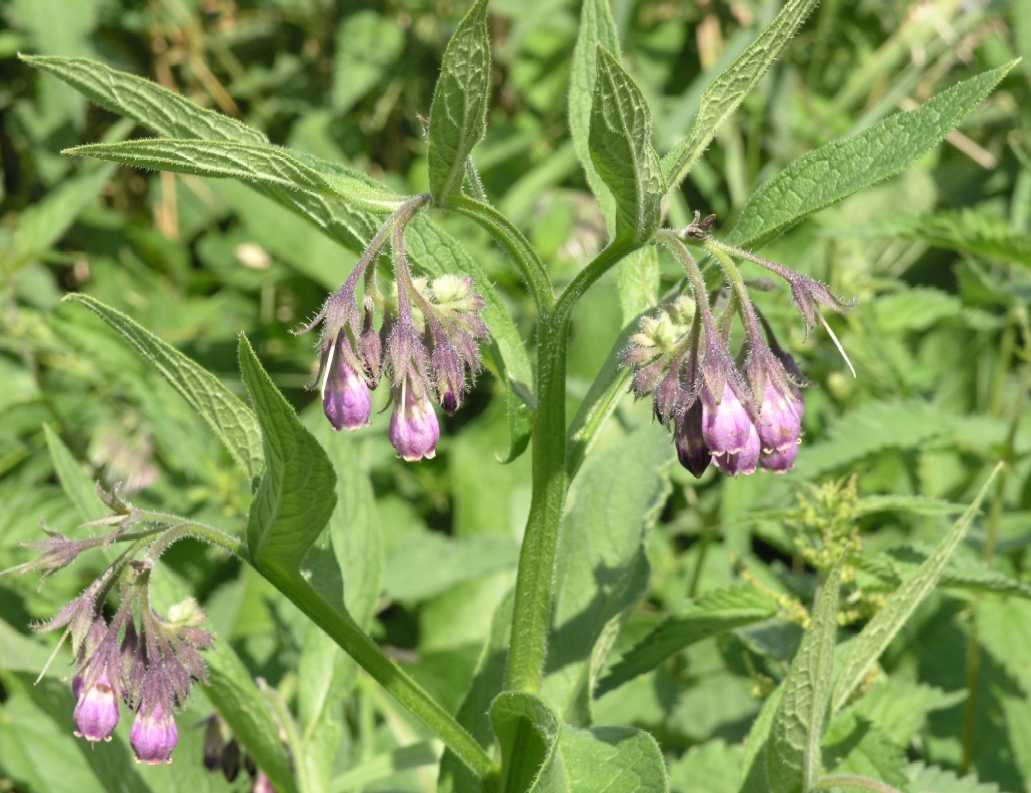 Boraginaceae Symphytum officinale