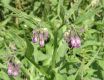 image of Symphytum officinale