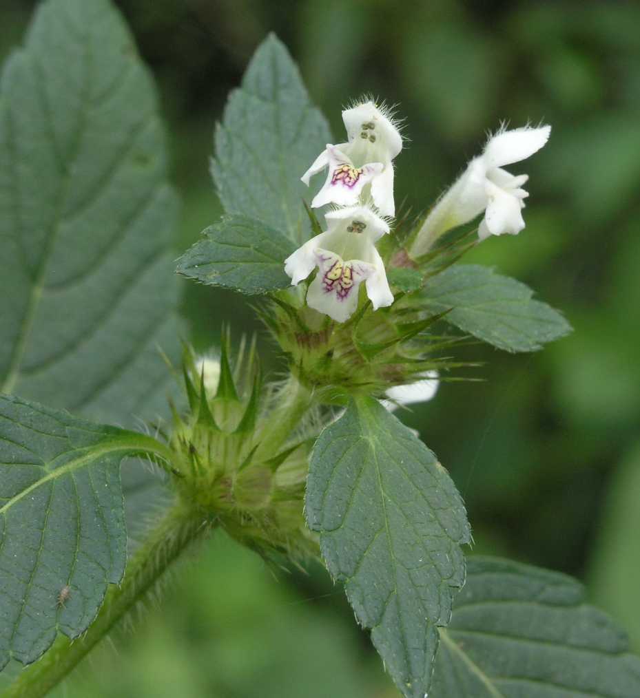 Lamiaceae Galeopsis tetrahit