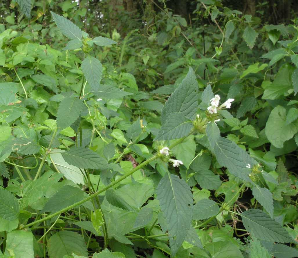 Lamiaceae Galeopsis tetrahit