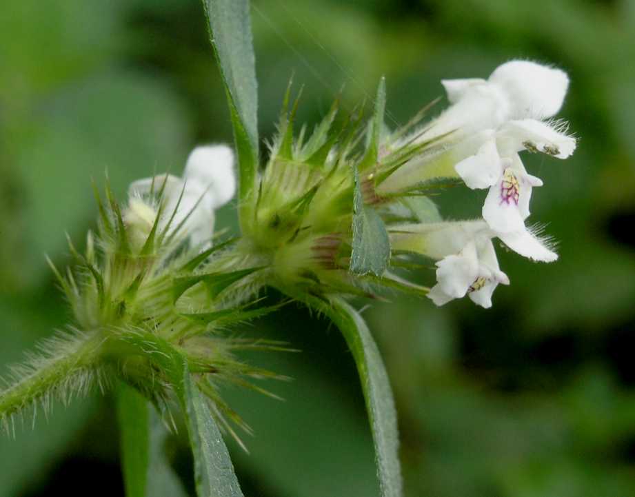 Lamiaceae Galeopsis tetrahit