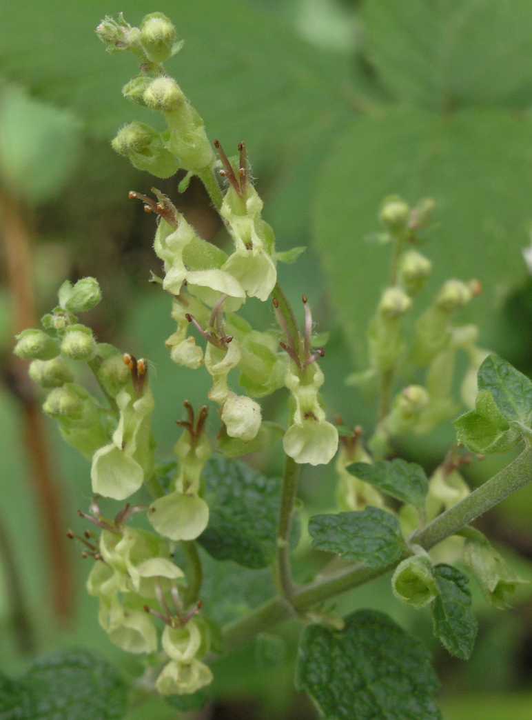 Lamiaceae Teucrium scorodonia