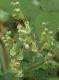 image of Teucrium scorodonia