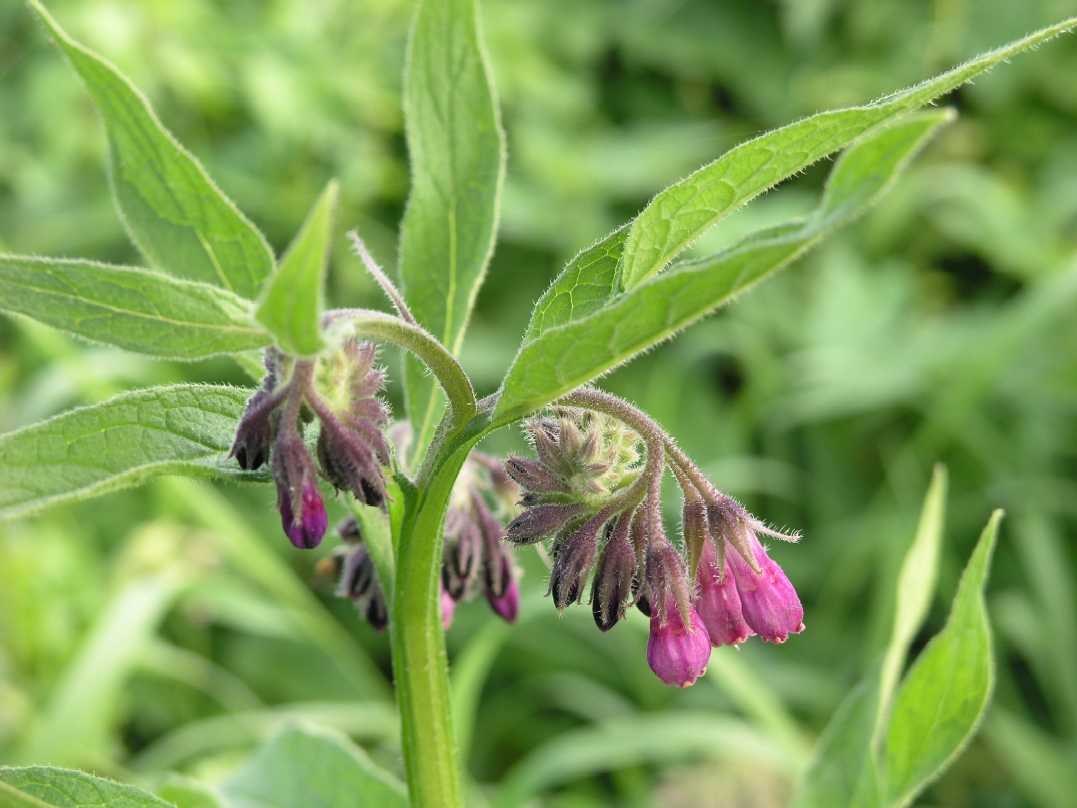 Boraginaceae Symphytum officinale