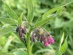 image of Symphytum officinale