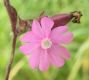 image of Melandrium dioicum