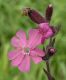image of Melandrium dioicum