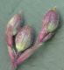 image of Melandrium dioicum
