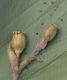 image of Melandrium dioicum
